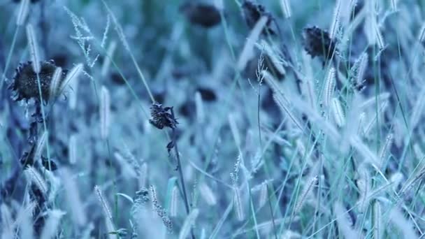 Girasoles en campo salvaje — Vídeos de Stock