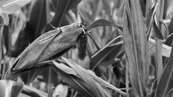 Alan olgun mısır hasat için hazır — Stok video