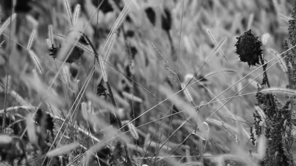 Girasoles en campo salvaje — Vídeo de stock