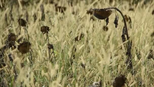 Girasoles en campo salvaje — Vídeo de stock