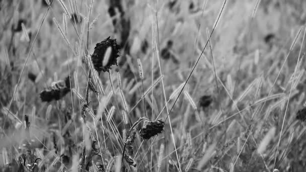 Girasoles en campo salvaje — Vídeos de Stock