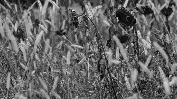 Girasoles en campo salvaje — Vídeo de stock