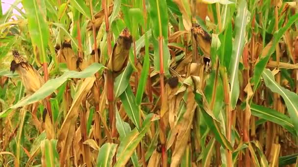 Campo de maíz maduro listo para la cosecha — Vídeo de stock