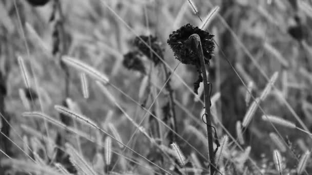 Girasoles en campo salvaje — Vídeos de Stock