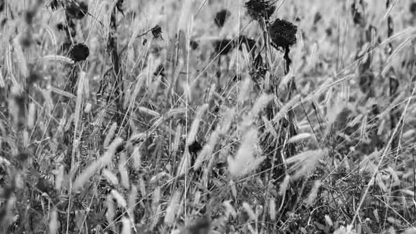 Sunflowers in wild field — Stock Video