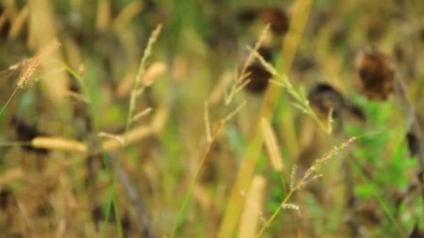 Girasoles en campo salvaje — Vídeos de Stock