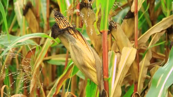 Campo di mais maturo pronto per il raccolto — Video Stock