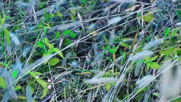 Campo de hierba y flores — Vídeos de Stock