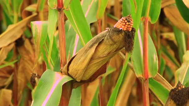 Campo de maíz maduro listo para la cosecha — Vídeos de Stock