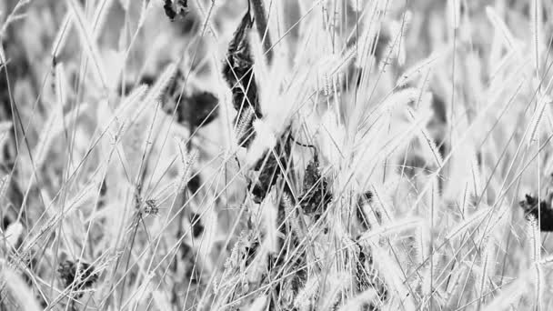 Girasoles en campo salvaje — Vídeos de Stock