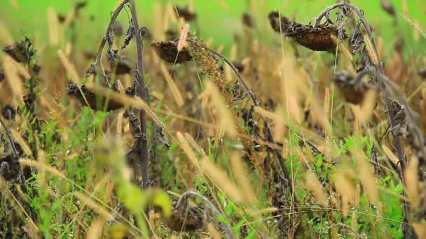 Girasoles en campo salvaje — Vídeo de stock