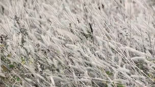 Veld van gras en bloemen — Stockvideo