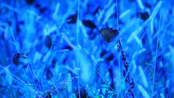 Sunflowers in wild field — Stock Video