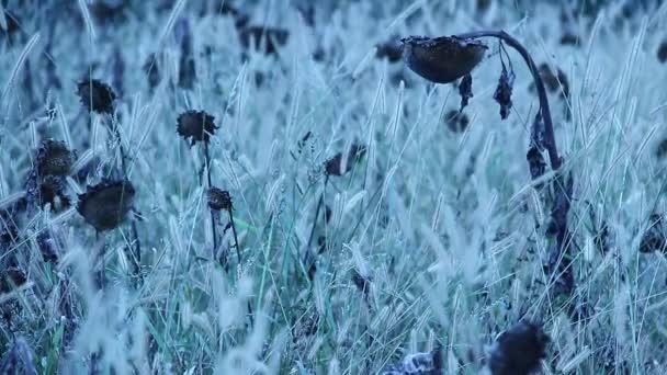 Girasoles en campo salvaje — Vídeos de Stock