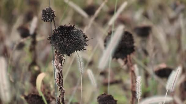 Sunflowers in wild field — Stock Video