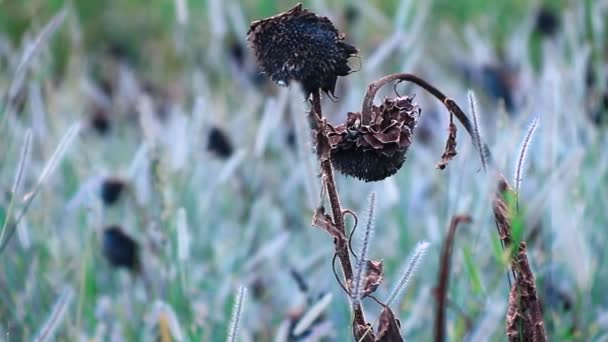 Girasoles en campo salvaje — Vídeos de Stock