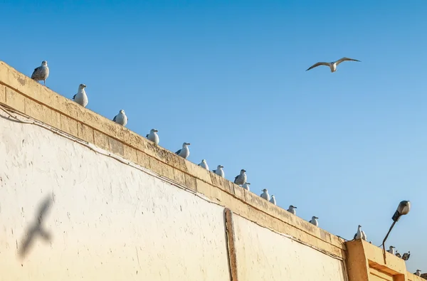 Many seagulls perched on a wall — Stock Photo, Image