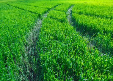 Buğday dolu güzel bir yeşil alanda yol.