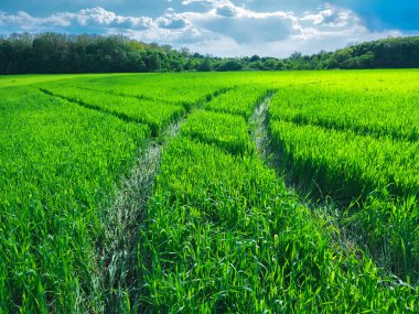 Buğday dolu güzel bir yeşil alanda yol.