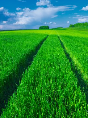 Buğday dolu güzel bir yeşil alanda yol.