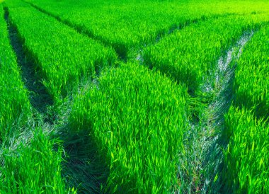 Buğday dolu güzel bir yeşil alanda yol.