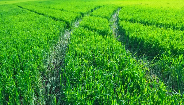 Buğday dolu güzel bir yeşil alanda yol.