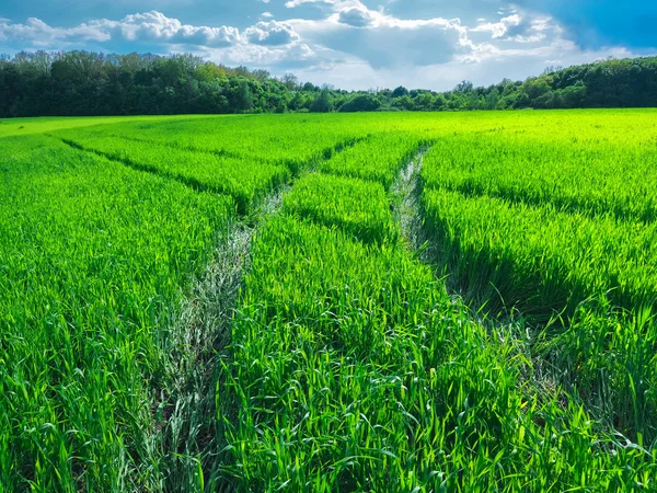 Buğday dolu güzel bir yeşil alanda yol.
