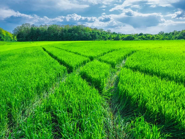 Camino en un hermoso campo verde de trigo . —  Fotos de Stock