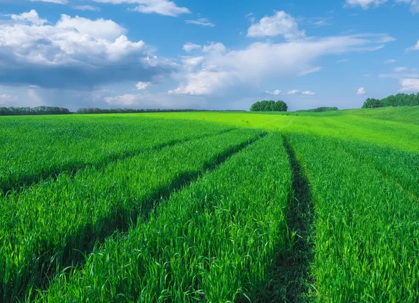 Strada in un bellissimo campo verde di grano . — Foto Stock