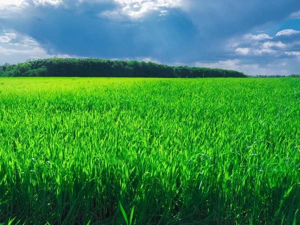 Πράσινο πεδίο γρασίδι και φωτεινό γαλάζιο ουρανό — Φωτογραφία Αρχείου