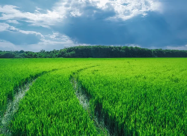 Strada in un bellissimo campo verde di grano . — Foto Stock