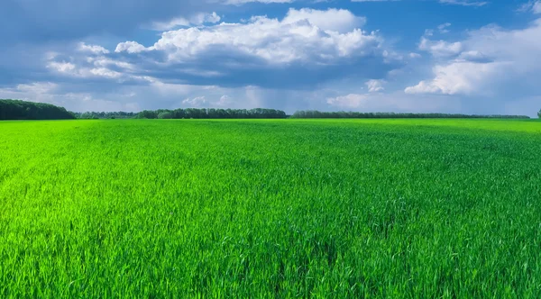 Зеленое травяное поле и яркое голубое небо — стоковое фото