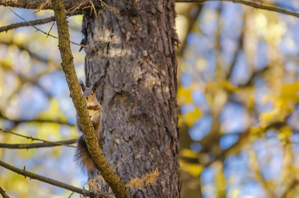 Σκίουρος κάθεται σ ' ένα δέντρο στο πάρκο φθινόπωρο — Φωτογραφία Αρχείου