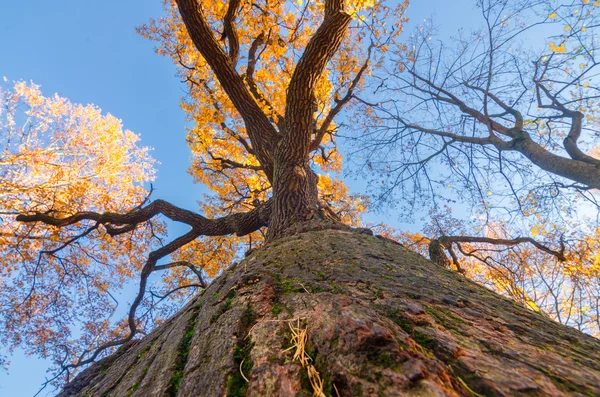 底から樫の木 — ストック写真