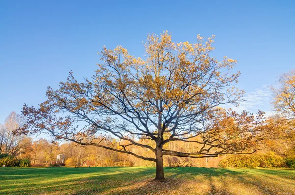 秋の公園で黄金色の葉 — ストック写真