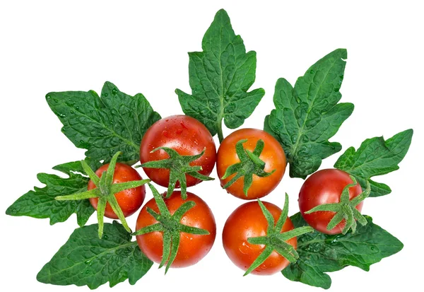 Beyaz arka plan üzerinde yaprakları ile taze kırmızı domates