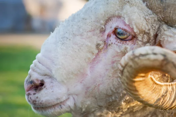 Bir ram kafa Close-Up