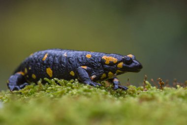 Ateş semenderi (Salamandra semenderi), koyu yeşil arka planda yeşil yosunların üzerinde otururken yakından görülüyor. Makro çekim