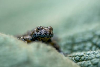 Sarı karınlı kurbağanın (Bombina variegata) açık arkaplanda izole edilmiş yeşil yaprağın üzerinde otururken ön görüntüsünü kapat. Makro çekim