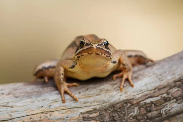 Frontal Close Shot European Agile Frog Rana Dalmatina Sitting Branch — Fotografia de Stock