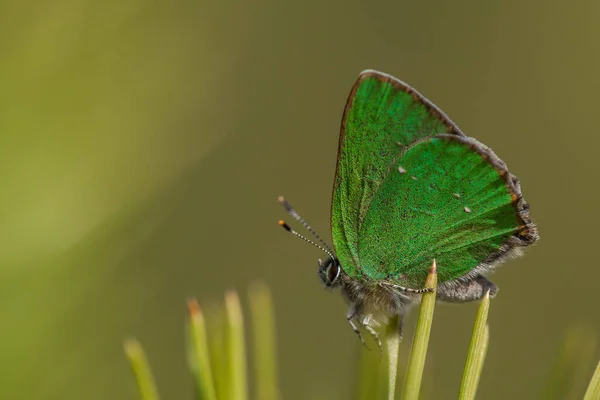 Macro Shot Green Hairstreak Callophrys Rubi Butterfly Perché Sur Une — Photo