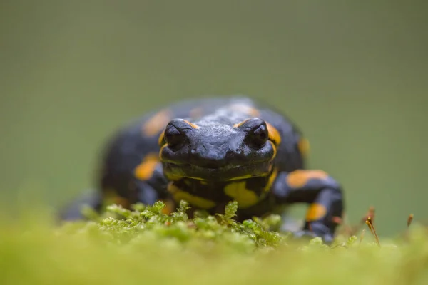 Close Vista Frontal Salamandra Fogo Salamandra Salamandra Sentado Musgo Verde — Fotografia de Stock