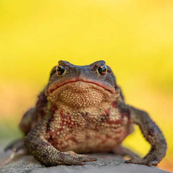 Frontal close up shot of European toad (Bufo bufo) sitting on a gray stone isolated on bright yellow background