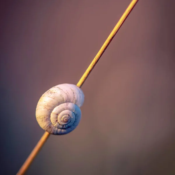 Macro Tiro Concha Caracol Pau Isolado Fundo Roxo Minimalismo — Fotografia de Stock