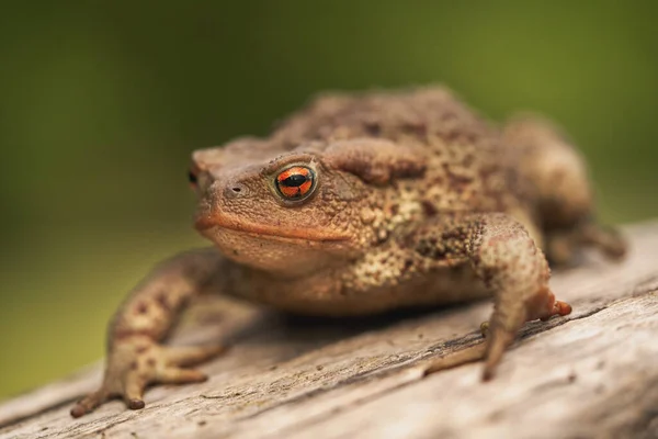 Lado Perto Tiro Sapo Europeu Bufo Bufo Sentado Tronco Árvore — Fotografia de Stock