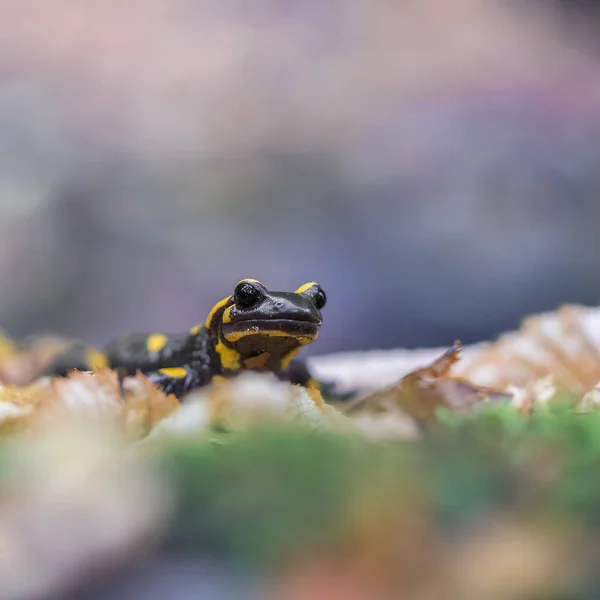 Close Vista Frontal Salamandra Fogo Salamandra Salamandra Sentado Musgo Verde — Fotografia de Stock