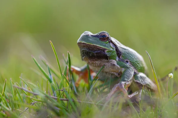 Macro Shot European Tree Frog Hyla Arborea Sitting Green Grass — Fotografia de Stock
