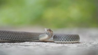 Montpellier yılanının (Malpolon monspessulanus) kameraya bakarken ve bulanık yeşil arka planda gri bir taşın üzerinde uzanırken ön yakın görüntüsü (Malpolon monspessulanus)
