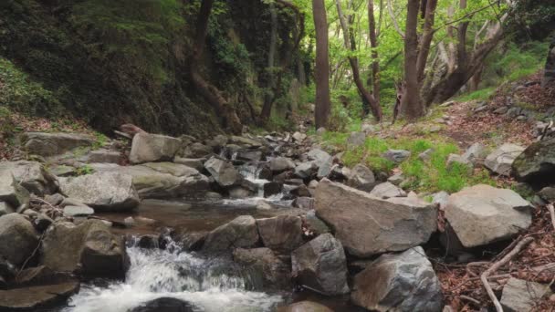 Small Mountain Stream Creek River Running Stones Green Forest — Stock Video