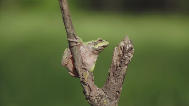 Makrovideo Europeisk Trädgroda Hyla Arborea Placerad Trädgren Isolerad Suddig Grön — Stockvideo